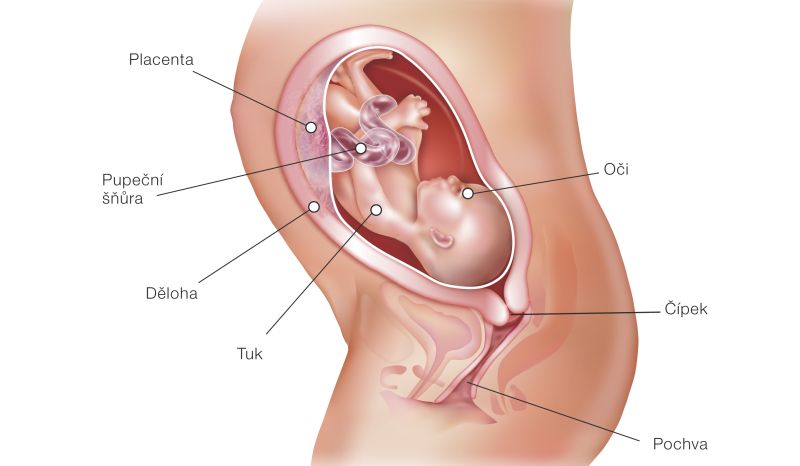 Fotografie (28. týždeň tehotenstva: Vývoj plodu a tehotenské zmeny)